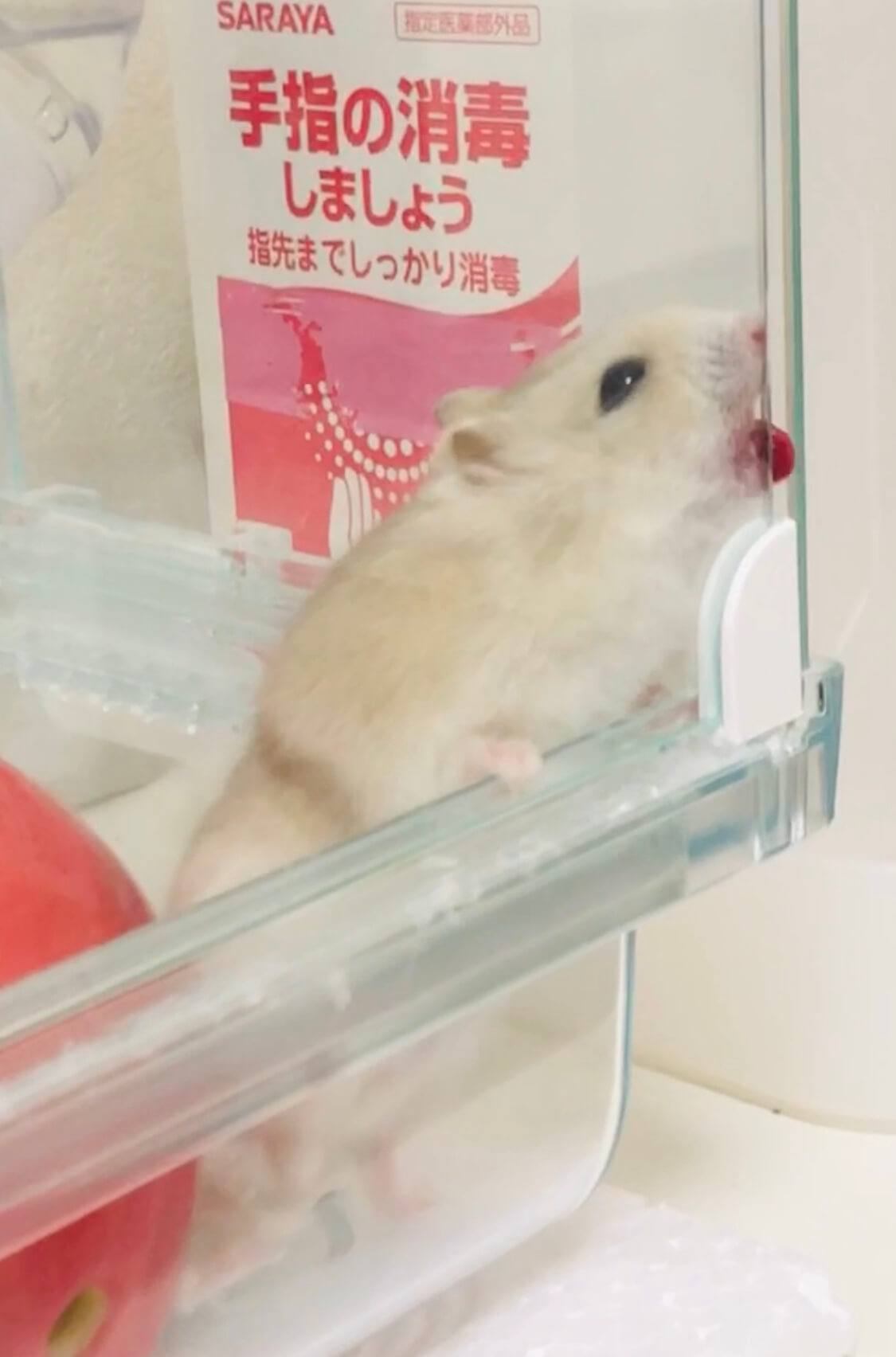 【ランランのプレミアライフ】ハムスターって目を開けたまま寝るの？ 食いしん坊秘書のプレミアライフ^^